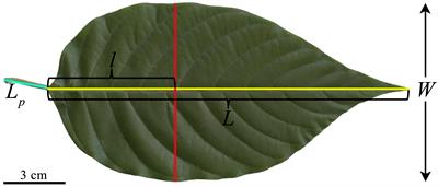 Variation of leaf shape with tree size: a case study using Camptotheca acuminata Decne